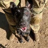 Собаки специального назначения