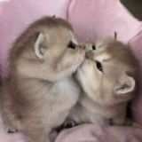 чат общения