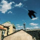 Pigeons in The Hague