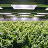 Купить марихуану Пханган. Купить каннабис Самуи. Доставка каннабиса Бангкок. Доставка марихуаны Тайланд.