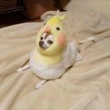 Толстые собаки и цитаты о любви