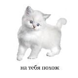 софт
