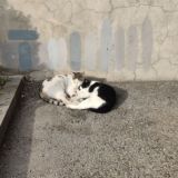 Не только Ларс фон Trier Chat