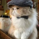 Пси[ха-ха]лог💥