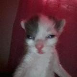 𝖘𝖍𝖎𝖟𝖔𝖎𝖉