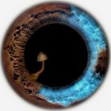 𝐏𝐬𝐢𝐥𝐨𝐜𝐲𝐛𝐢𝐧