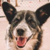 Потеряшки САО - ЧестерАлерт