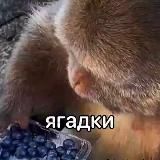 Ягадки ягадки 🧊🫐