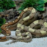 Constrictors Craft by Harry Heinle | удавы | змеи | BCI | Boa Imperator