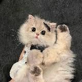 Кто рассыпал крошки