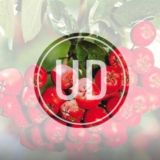 Дубинушка, ухнем!