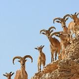 Защита животных