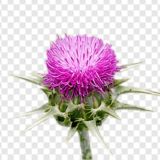 Елена Веселаго - комментарии канала @RuConstellations