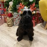 Новостной кАпиБарЧик