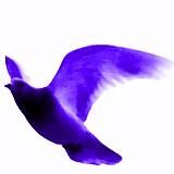 Entrata gruppi costituzionali