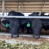 БЫК В КУРСЕ