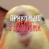 прикольні меми с папугами