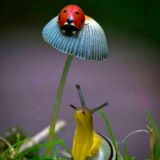 Entheogrow results California🇺🇸