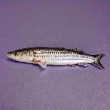 толстые тоже плачут