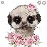 MEERKATIN_BABY(0-12m)