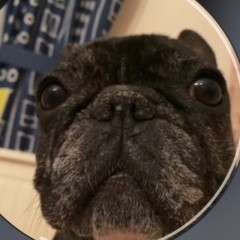 варваросики