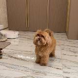 Мальтипу F1 щенки|Мальтипу Выпускники