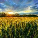 Антон Колесников AgroFamily