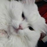 Кот Психоаналитика Медведевой