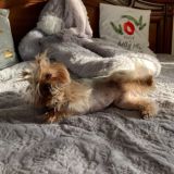 каринкинсы