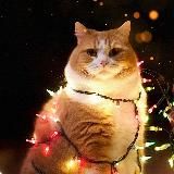 база рыжего кота