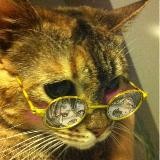 Котик в очках🌟