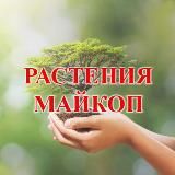 Растения Майкоп 🌱