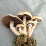 Агропсихонавтика