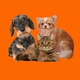 Четыре дружных лапы