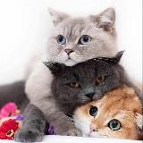 Только кошки Узбекистан🐱