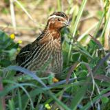 "Yangiqo‘rg‘on_bedanavozlari"