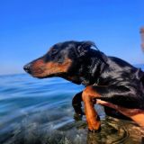 Сливы от Лунтика