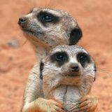 Эти забавные животные