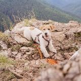 Есᴇнин тоже любит собак