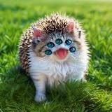 Сорока Плюшкина︎