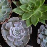 🪴 Мир цветов и подарков🎍