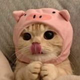 ПаловыеКрабочки