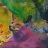 Лиса в курятнике .