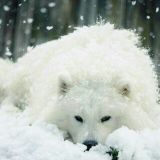 Samoiedo ribbbbbelli❤