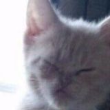 Мем крысы [109]