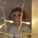 смерть в глазах 🎫