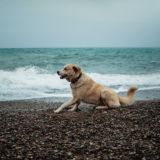 Земля Свободных чат