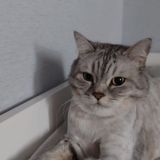 Всё про котов😼