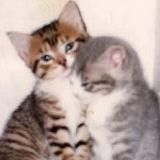 кот куритель малборо