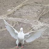 ኪን ኩነት - Keen Events